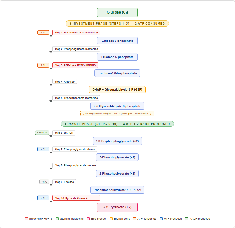 Glycolysis — Complete Guide for NEET PG, USMLE & AIIMS | Steps, Enzymes & High-Yield Facts