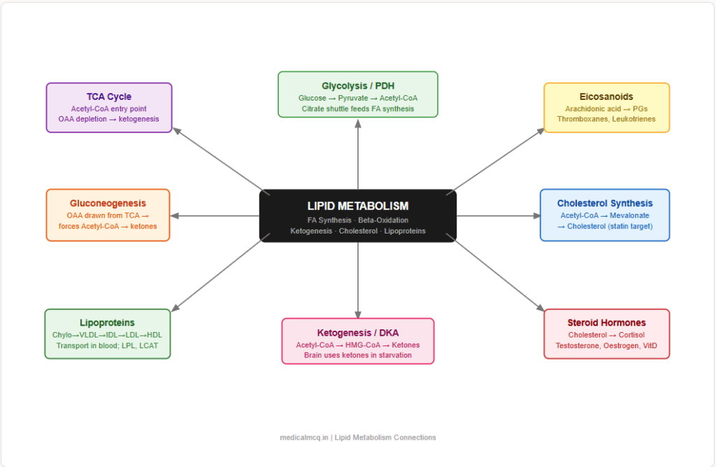 Lipid Metabolism — Complete Guide for NEET PG, USMLE & AIIMS | Synthesis, Oxidation, Ketogenesis & High-Yield Facts