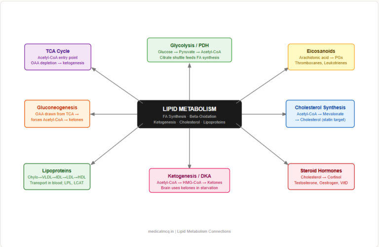 Lipid Metabolism — Complete Guide for NEET PG, USMLE & AIIMS | Synthesis, Oxidation, Ketogenesis & High-Yield Facts