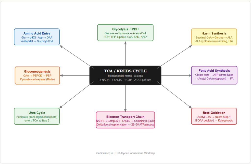 Krebs Cycle (TCA Cycle) — Complete Guide for NEET PG, USMLE & AIIMS | Steps, Enzymes, Regulation & Exam Shortcuts