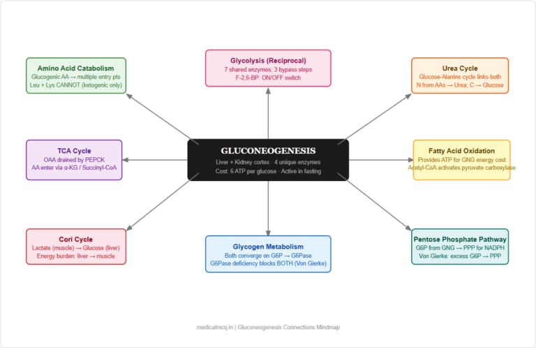Gluconeogenesis — Complete Guide for NEET PG, USMLE & AIIMS | Substrates, Enzymes, Regulation & High-Yield Facts