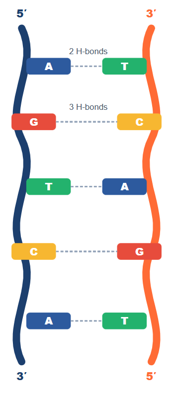 DNA Structure, Replication & Repair