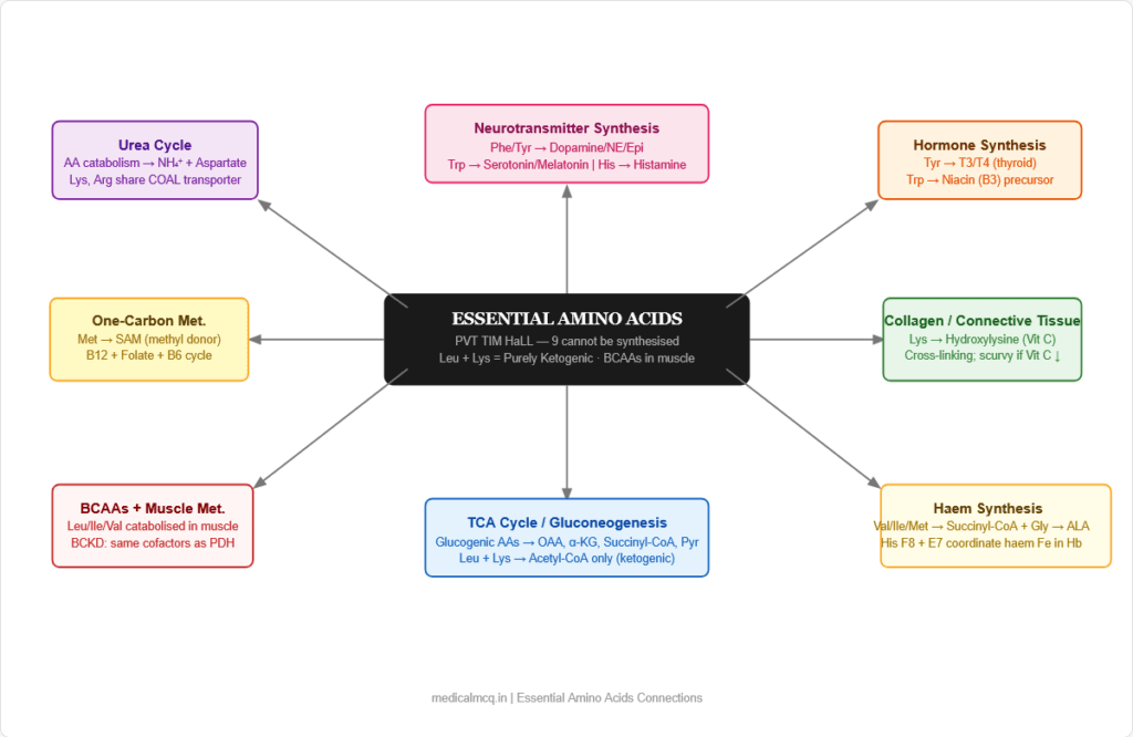 Essential Amino Acids — Complete Guide for NEET PG, USMLE & AIIMS | Roles, Metabolism & High-Yield Facts