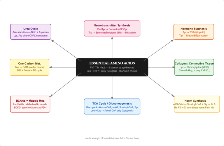 Essential Amino Acids — Complete Guide for NEET PG, USMLE & AIIMS | Roles, Metabolism & High-Yield Facts
