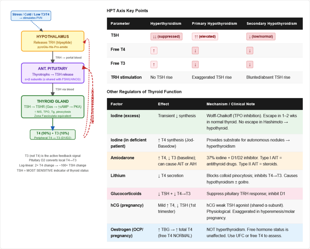 Aiims Function Colours Thyroid Hormones — Complete Guide for NEET PG, USMLE & AIIMS ...