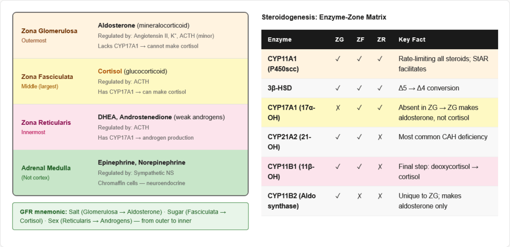 Cortisol — Complete Guide for NEET PG, USMLE & AIIMS | Synthesis ...