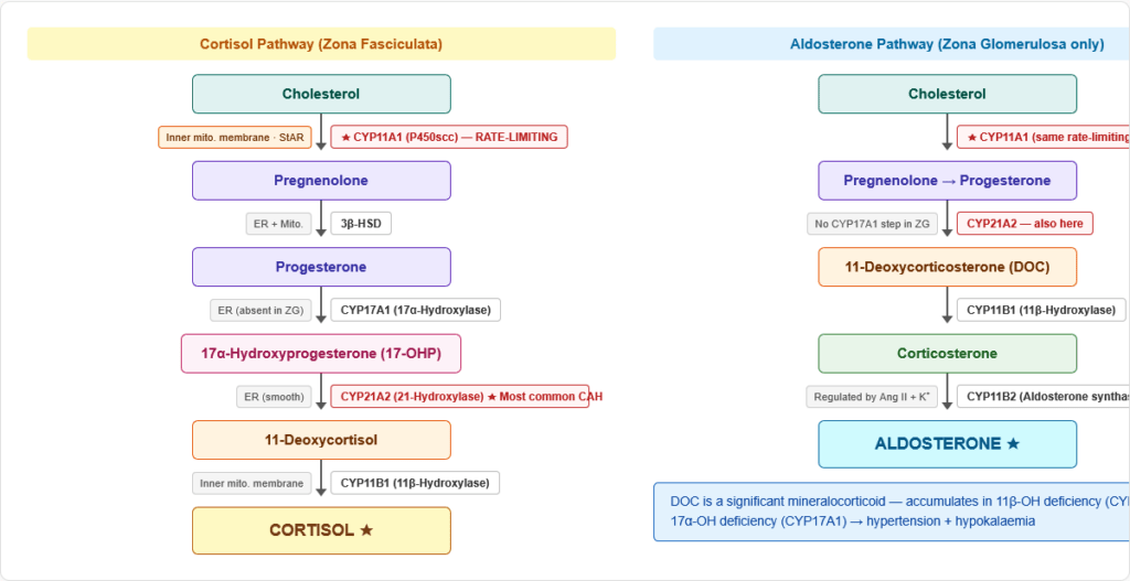 Cortisol — Complete Guide for NEET PG, USMLE & AIIMS | Synthesis ...