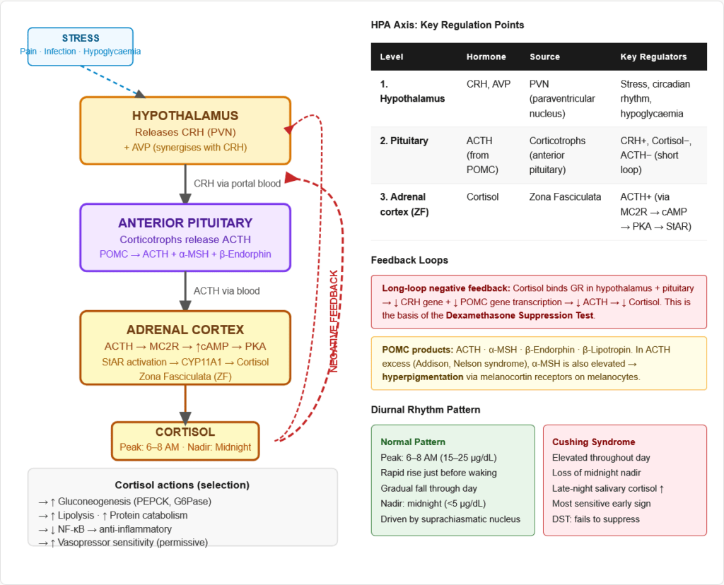 Cortisol — Complete Guide for NEET PG, USMLE & AIIMS | Synthesis ...
