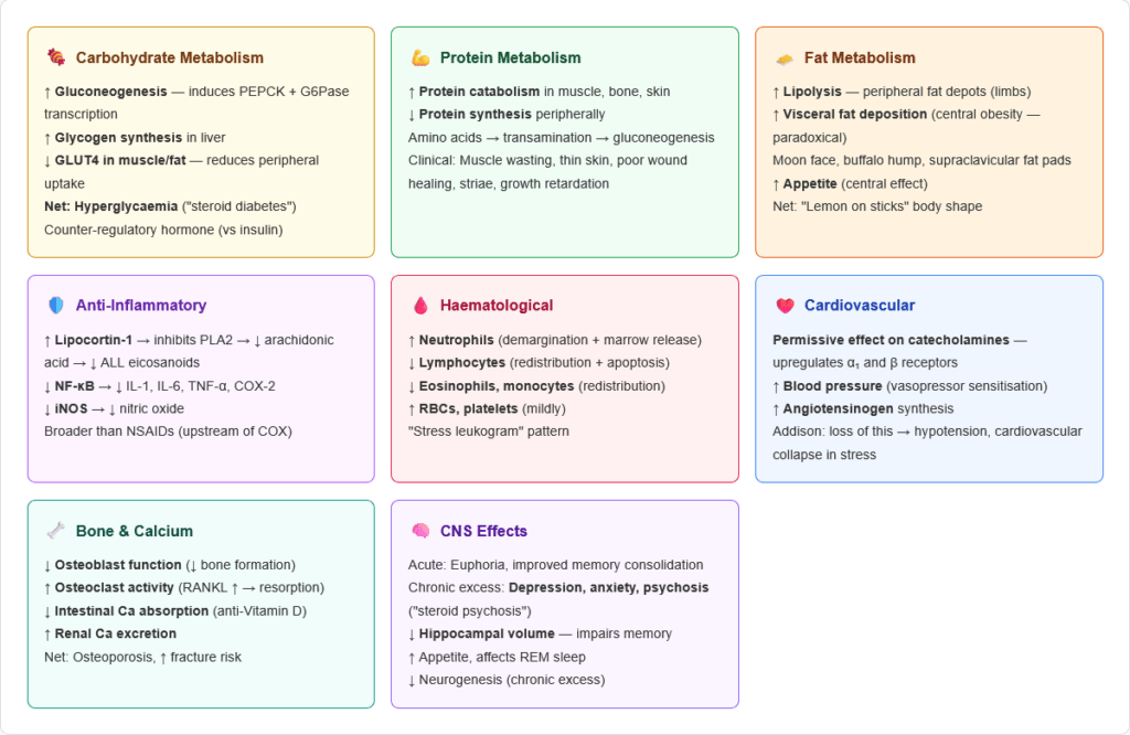 Cortisol — Complete Guide for NEET PG, USMLE & AIIMS | Synthesis ...