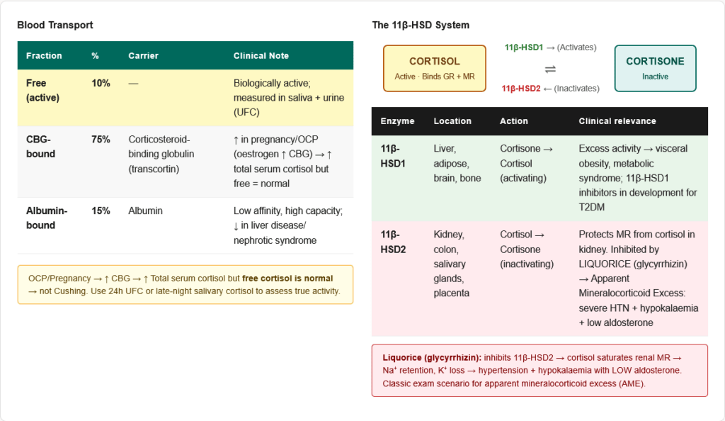 Cortisol — Complete Guide for NEET PG, USMLE & AIIMS | Synthesis ...