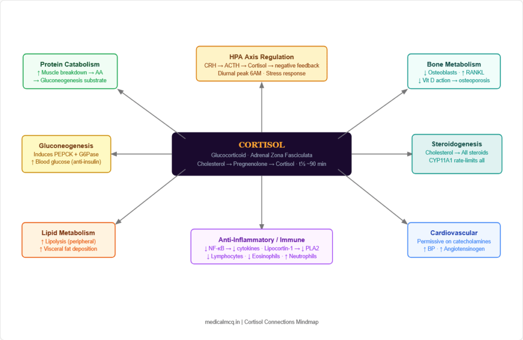 Cortisol — Complete Guide for NEET PG, USMLE & AIIMS | Synthesis ...