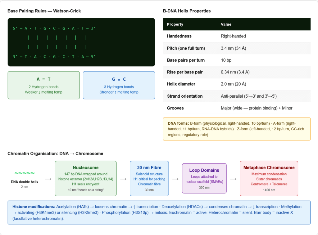 Dna Complete DNA — Complete Guide for NEET PG, USMLE & AIIMS | Structure ...